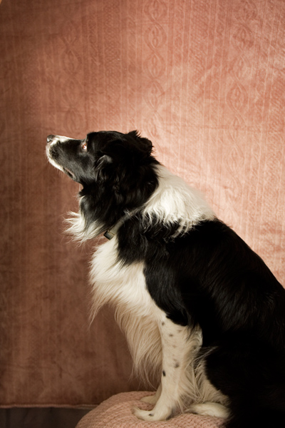 802 :: Dog in home studio 1